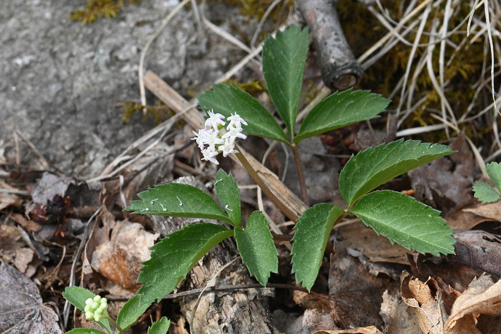2025-04256605 Broad Meadow Brook, MA.JPG - Dwarf Gensing. Broad Meadow Brook Wildlife Sanctuary, MA, 4-25-2025